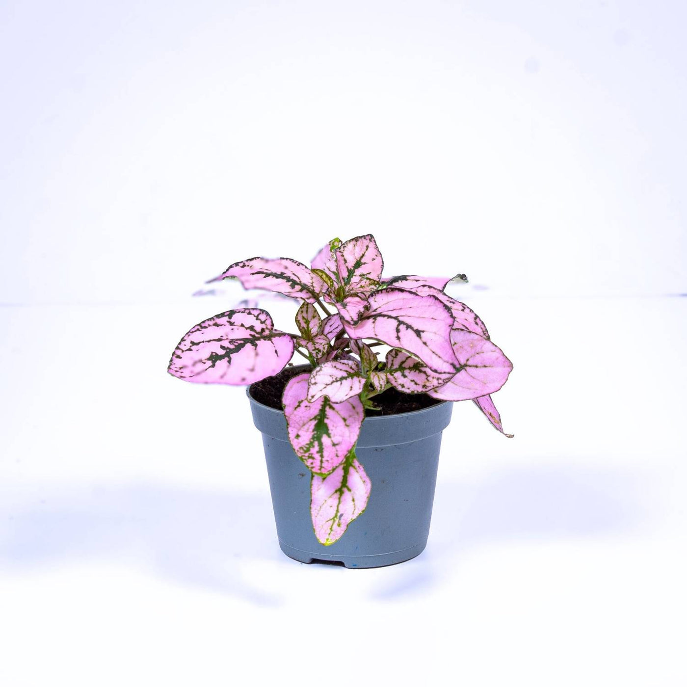 Hypoestes phyllostachya 'Pink' 6cm