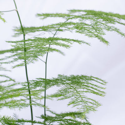 Close up of the Asparagus ferns sold at ome, Bristol, UK - perfect for terrariums and as a stand-alone houseplant. 