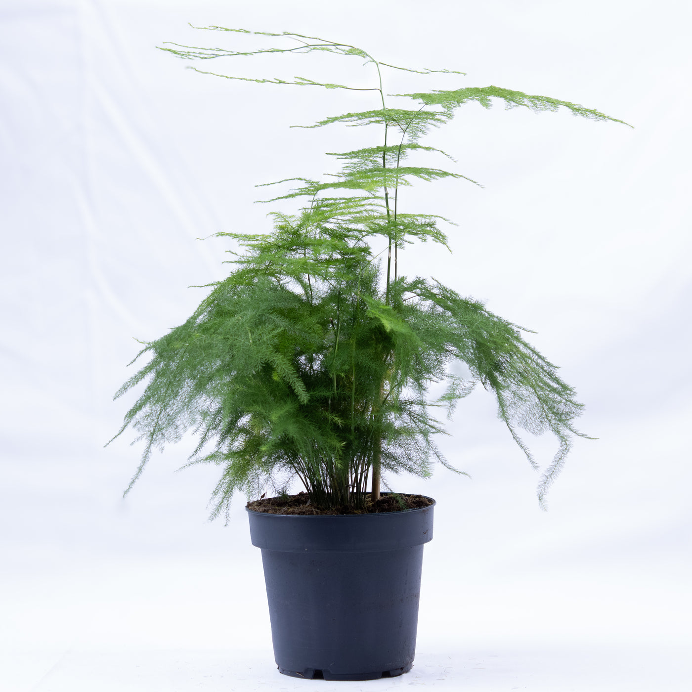 Asparagus setaceus or asparagus fern - part of the lily family, with tall arching fronds that cast shadow and add a forest-like depth.