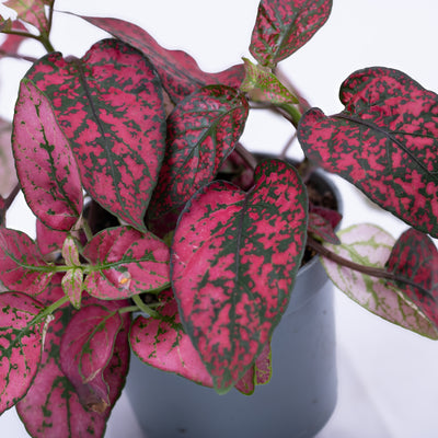 Red Polka Dot Plant showing bold red leaves and compact form—perfect for plant gifts and low-light areas.
