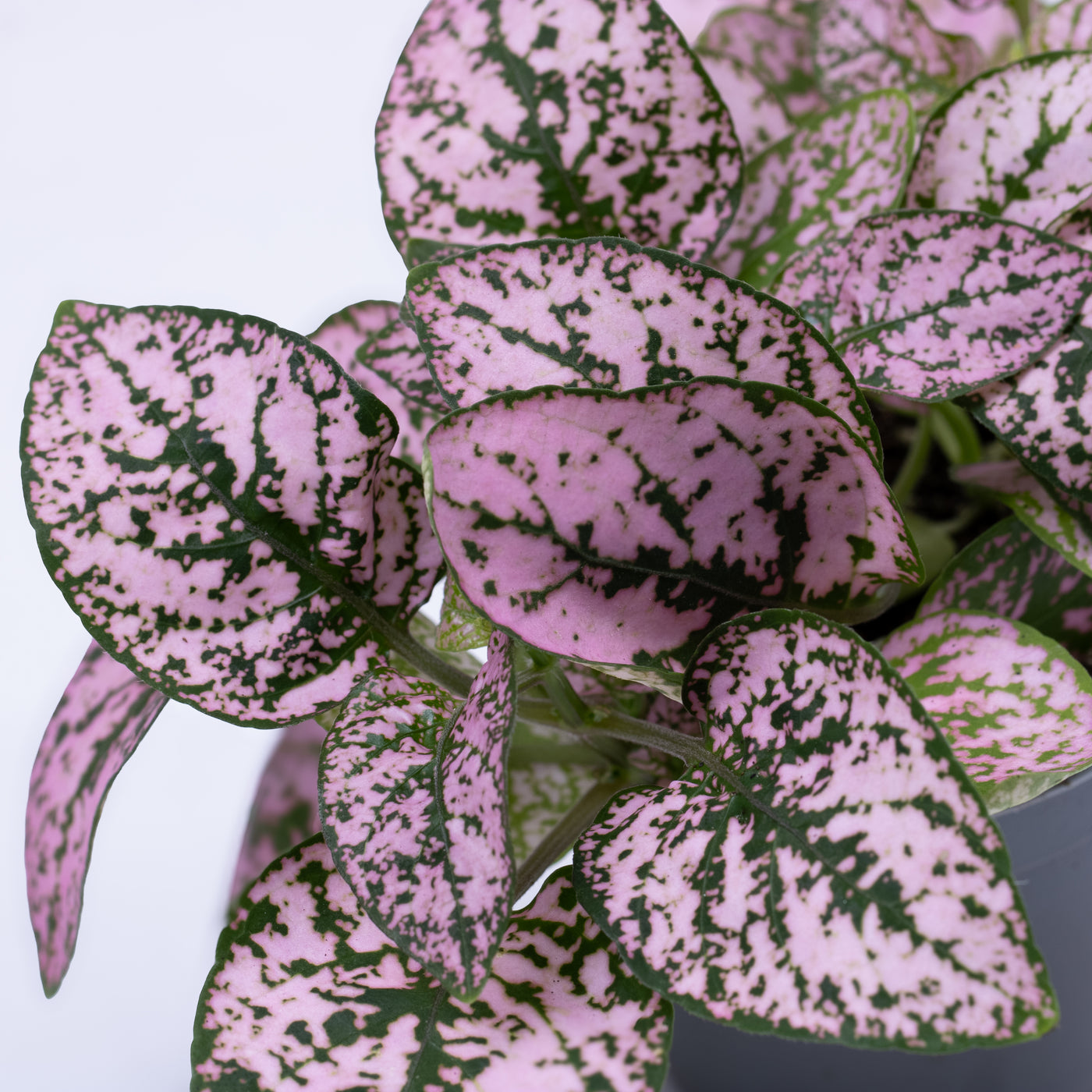 Hypoestes phyllostachya 'Pink' 6cm