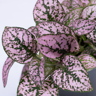 Hypoestes phyllostachya 'Pink' 6cm