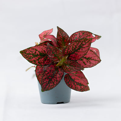 Hypoestes ‘Red’ with bright red, speckled foliage in 12cm pot—ideal for terrariums and colourful indoor plant displays.