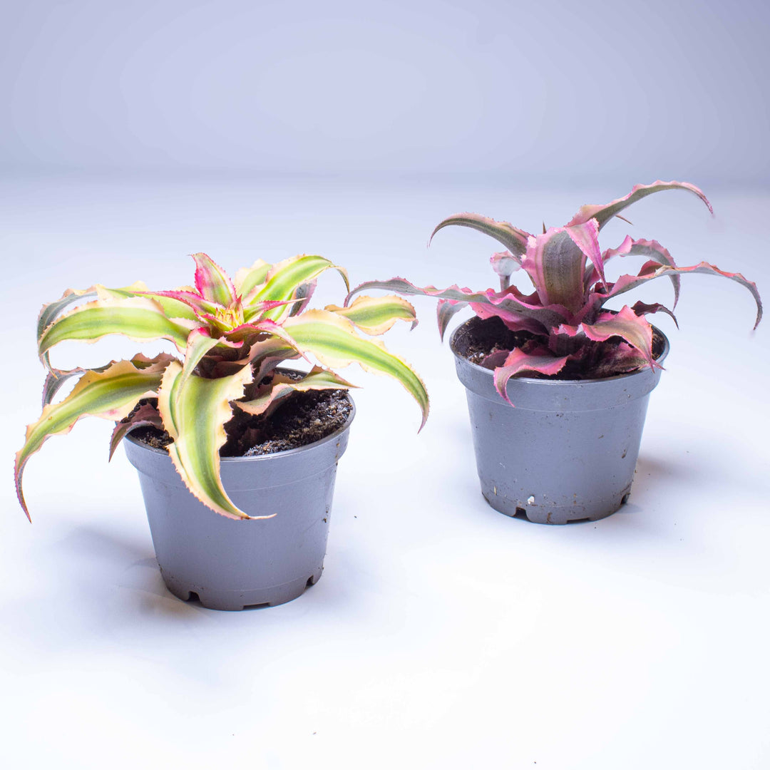 Cryptanthus rubens | For Sale | ome