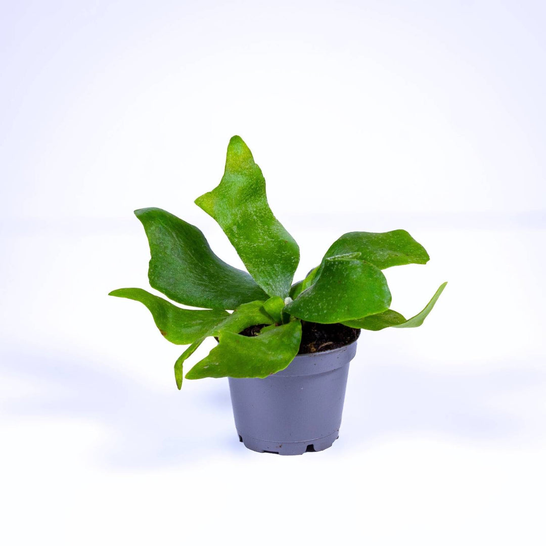 Platyceriumbifurcatum_1080x.