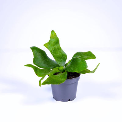 Elkhorn fern for sale UK