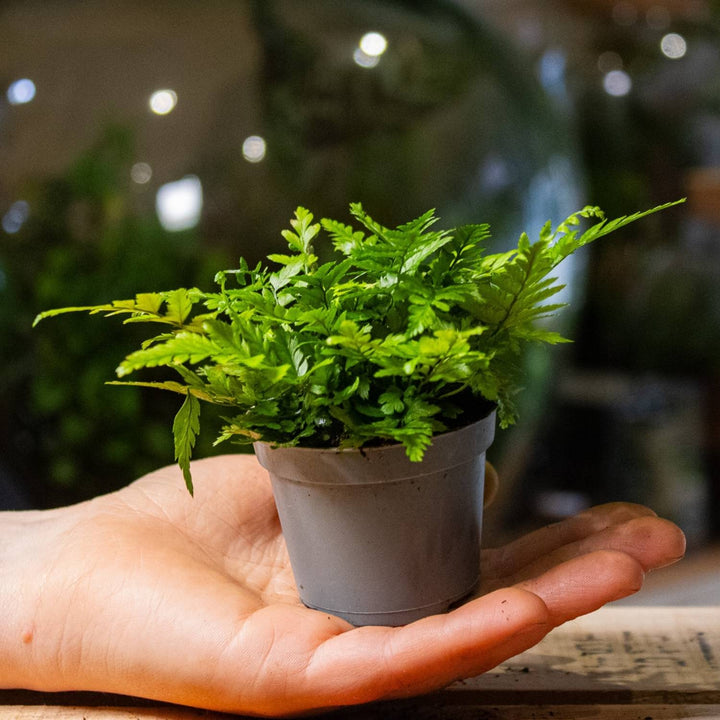 Polystichum tsus-simense (Korean Rock Fern) | For Sale | ome