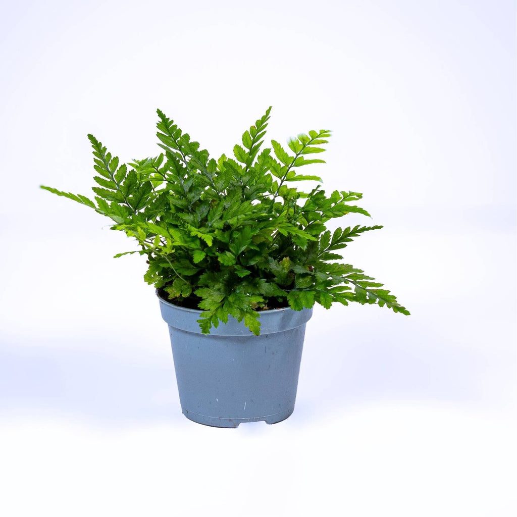 Polystichum tsus-simense (Korean Rock Fern) | For Sale | ome