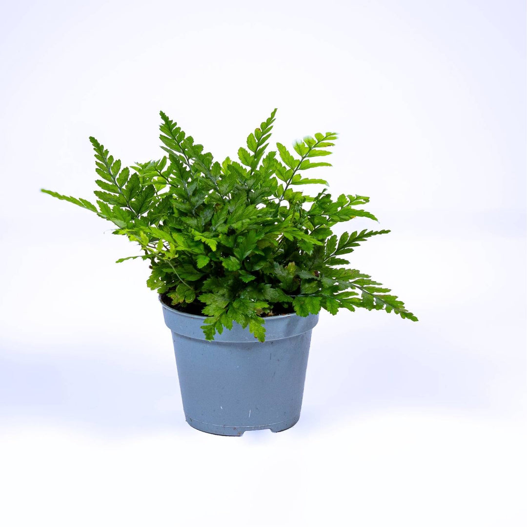 Polystichum tsus-simense (Korean Rock Fern) | For Sale | ome