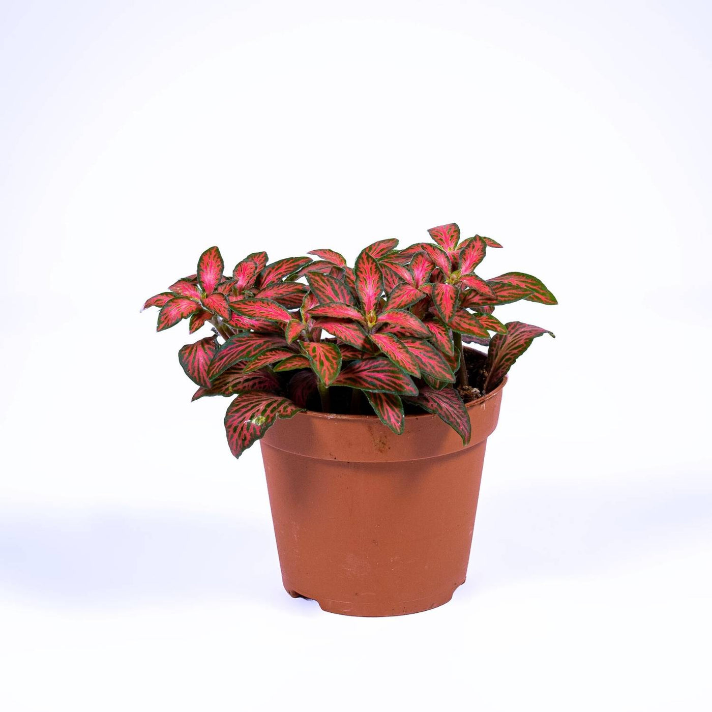 Fittonia albivenis (Nerve Plant) 8cm