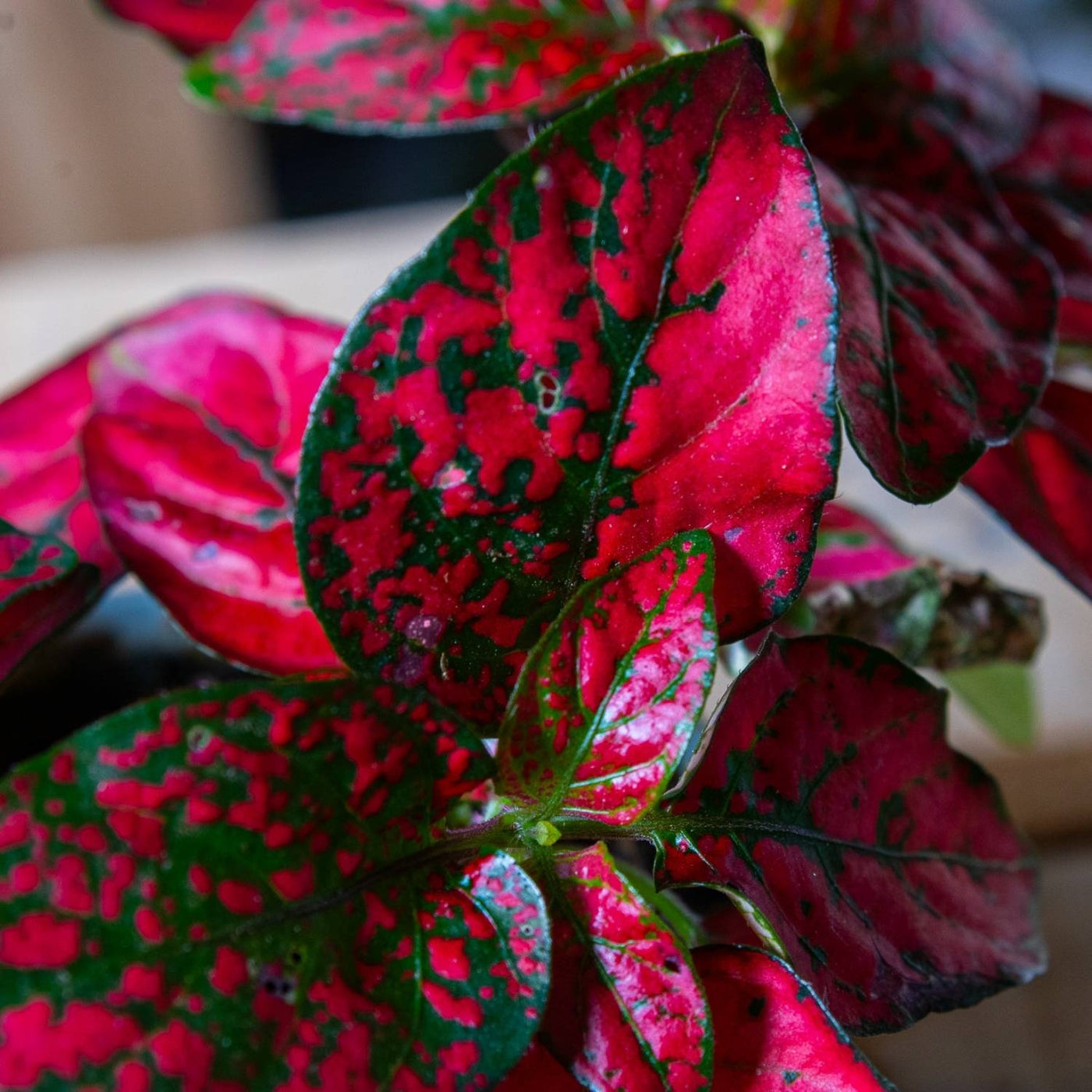 Hypoestes phyllostachya 'Red' 6cm