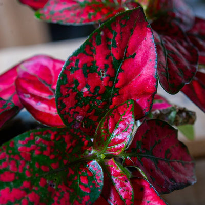 Hypoestes phyllostachya 'Red' 6cm