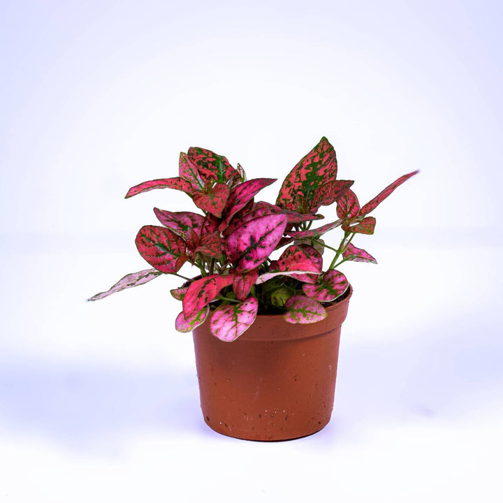 indoor hypoestes plant Hypoestes phyllostachya 'Red' 6cm | For Sale