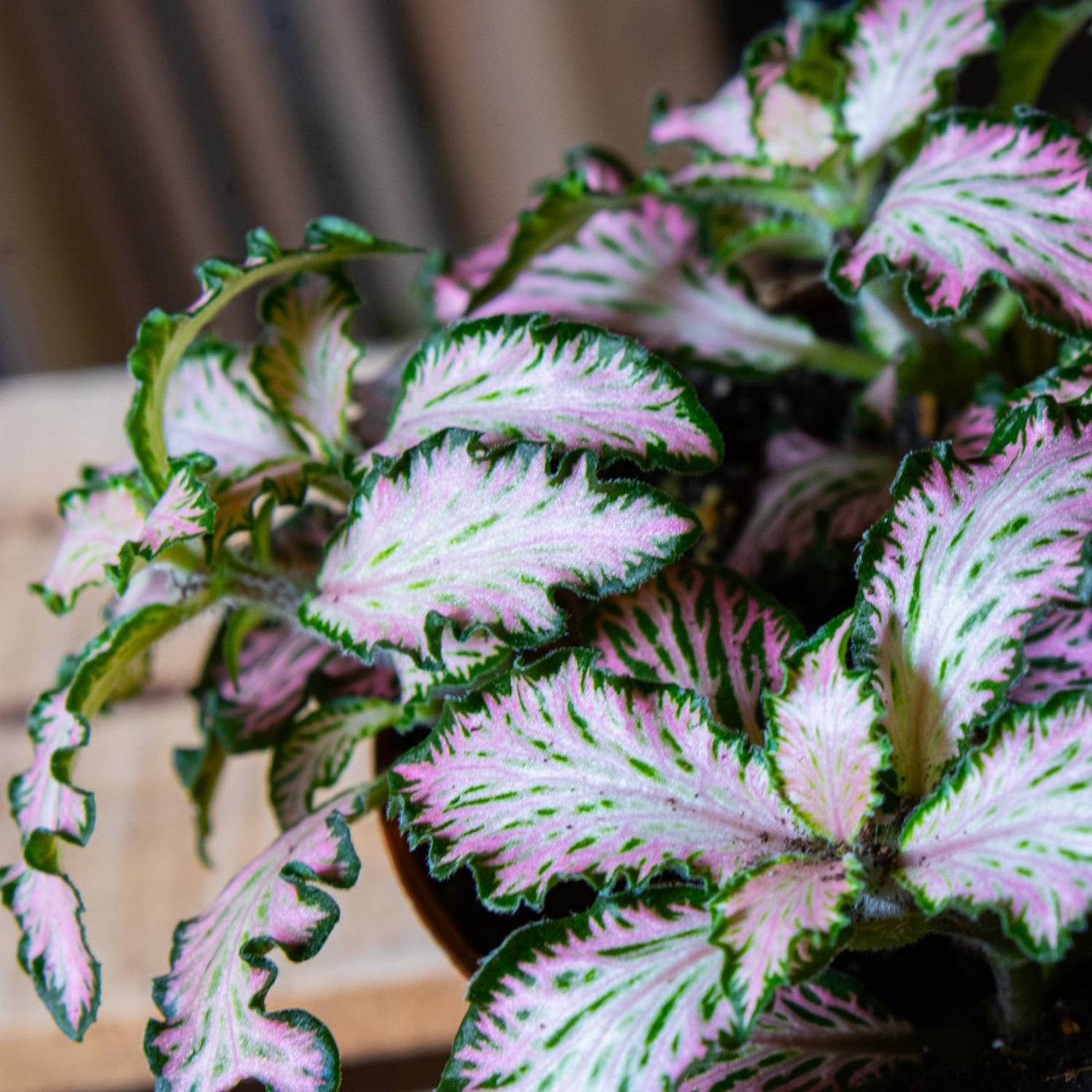 Fittonia albivenis (Nerve Plant) 8cm