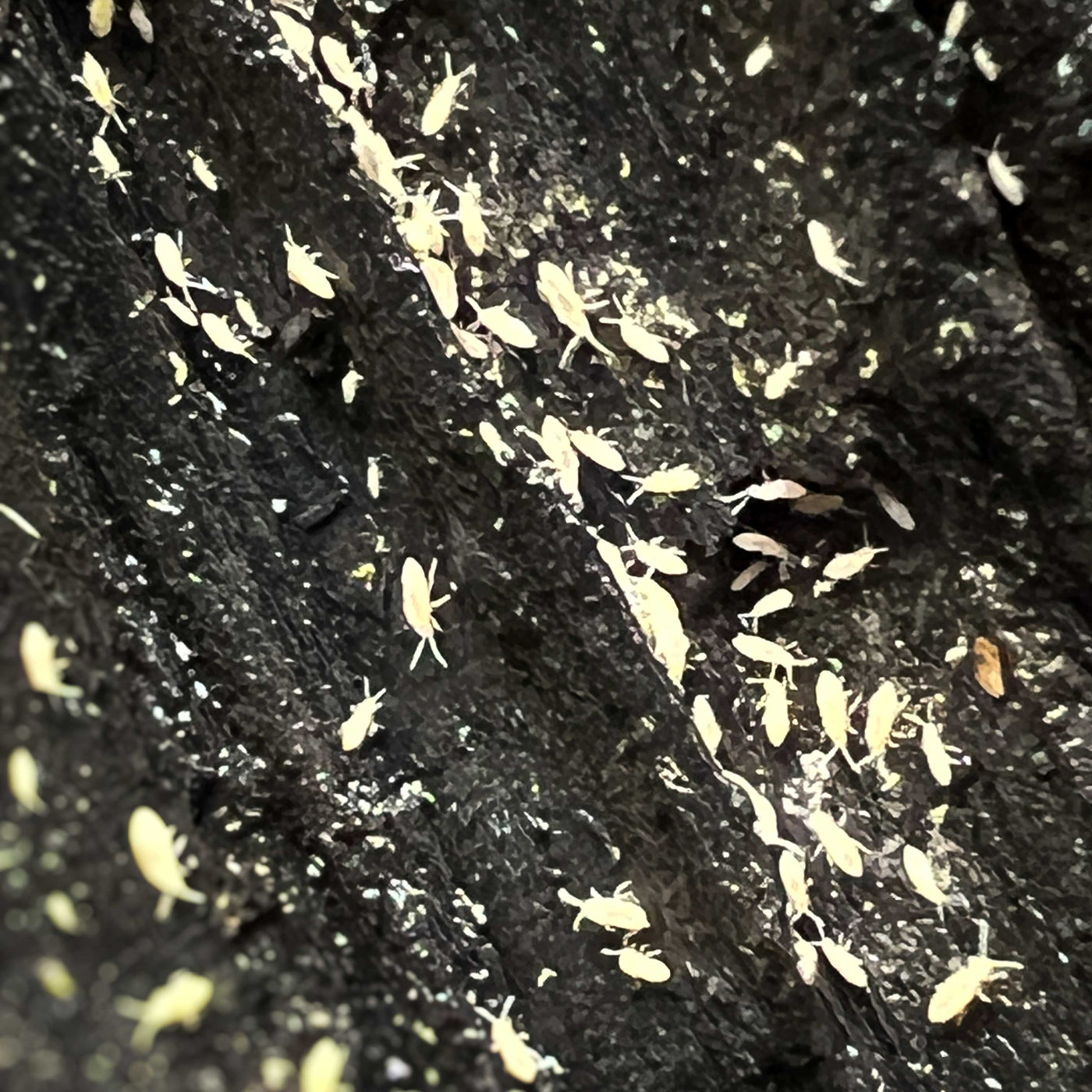 Springtails Colony (Folsomia candida)