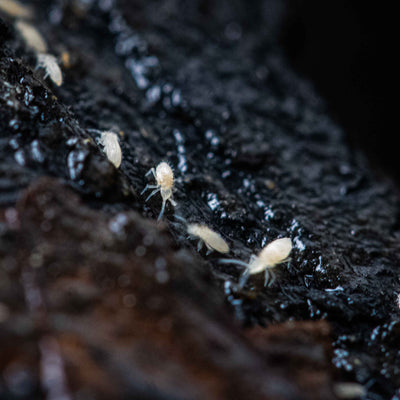 Springtails Colony (Folsomia candida)