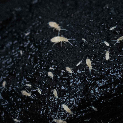 Springtails Colony (Folsomia candida)