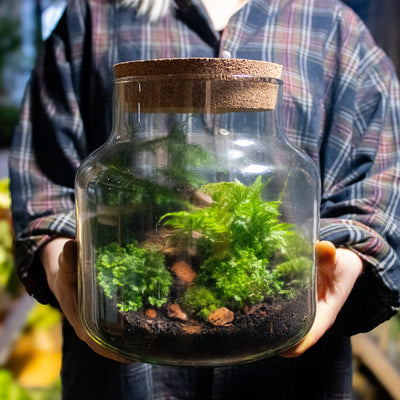 Terrarium glass of exceptional quality for crafting lush botanical environments.