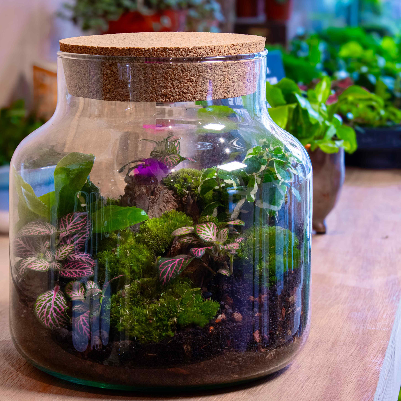 Classic terrarium kit: A perfect gift for plant lovers.