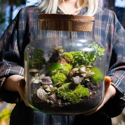 DIY terrarium kit featuring a variety of live plants and moss.