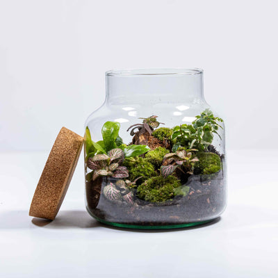 Craft your own green sanctuary with our classic terrarium kit, nestled in a charming glass container topped with a cork lid.