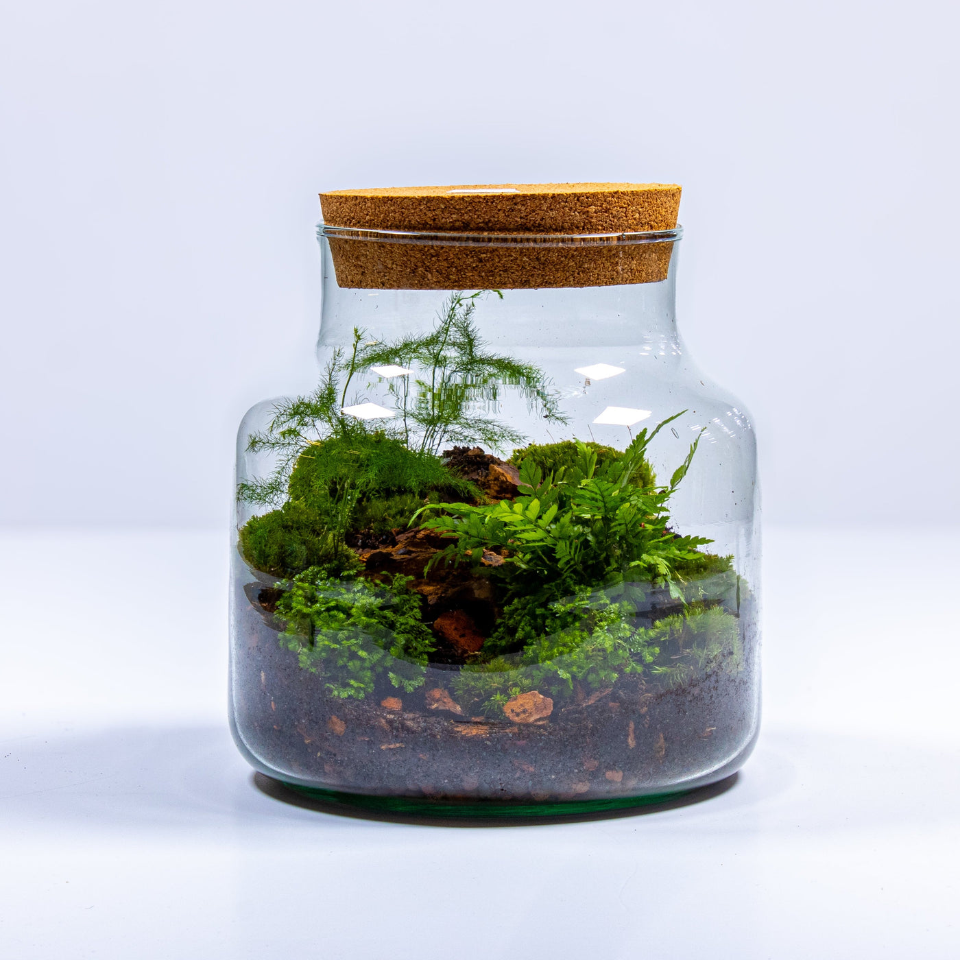 Craft your own lush jungle with our premium terrarium glass.