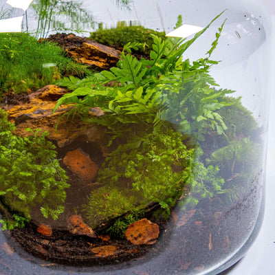 Terrarium kit: Ideal for adding a touch of green to your home or office.