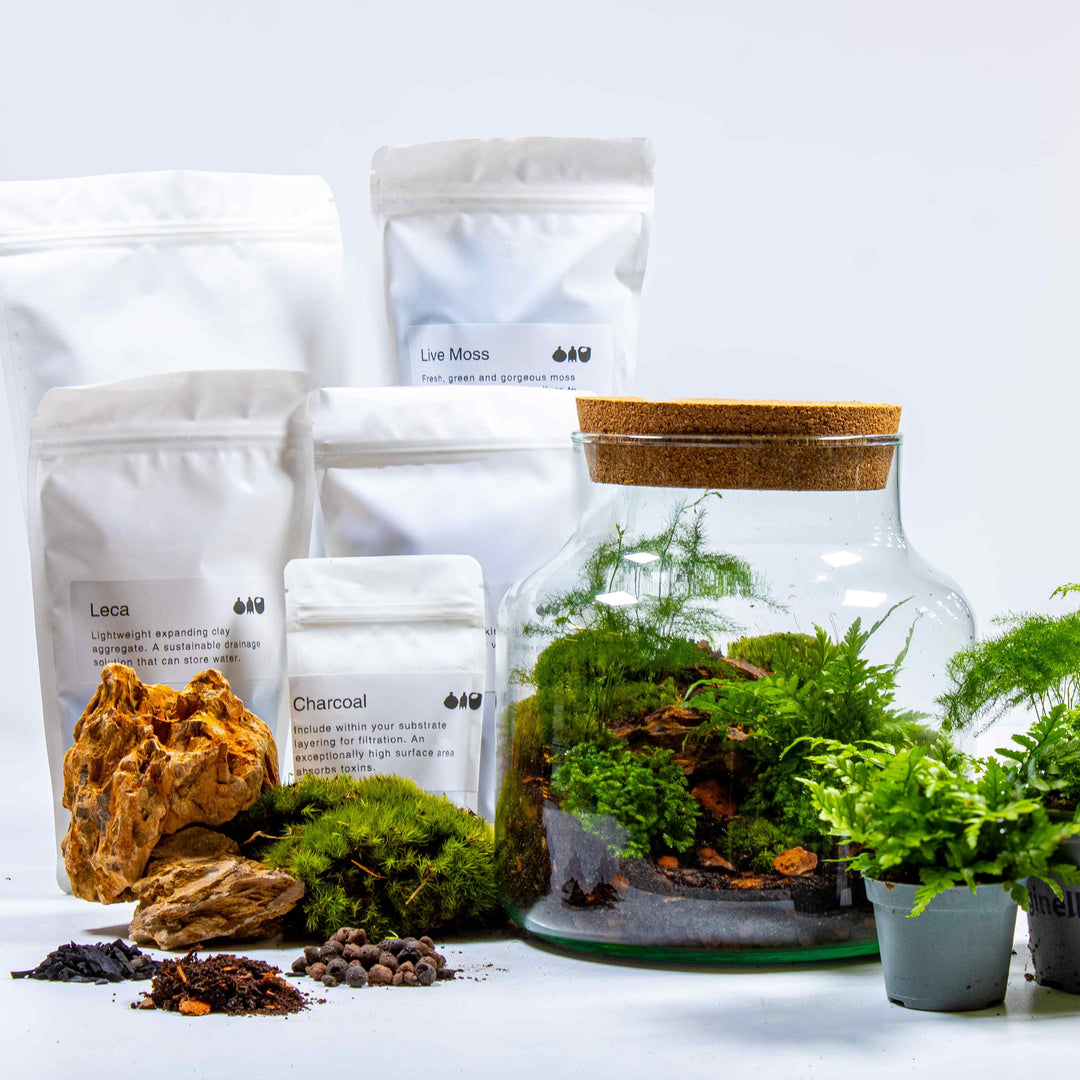 Stout Terrarium Kit | For Sale | ome