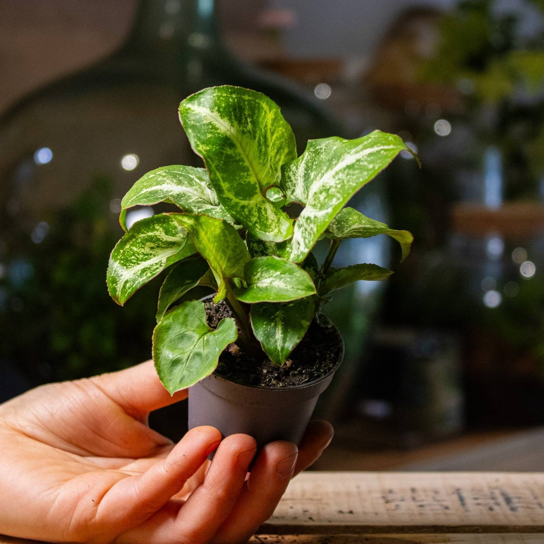 indoor plants syngonium Syngonium pixie (Arrowhead plant) | For Sale