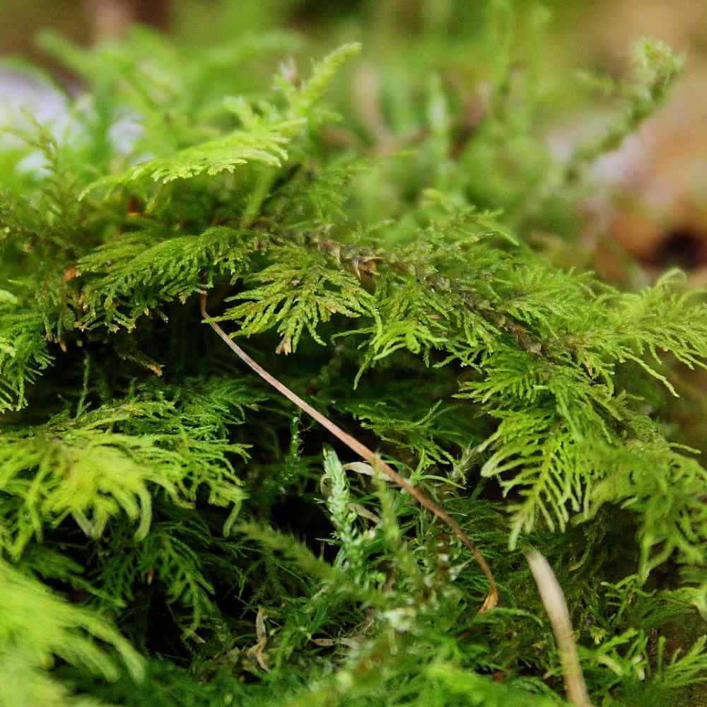 Freshly prepared Thuidium tamariscinum moss, perfect for miniature landscapes, terrain modelling and immersive terrarium builds.