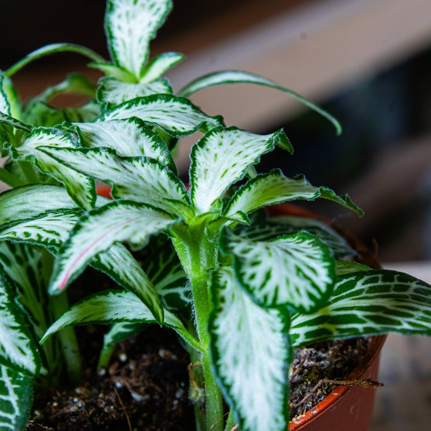 Fittonia albivenis (planta nerviosa) 8cm