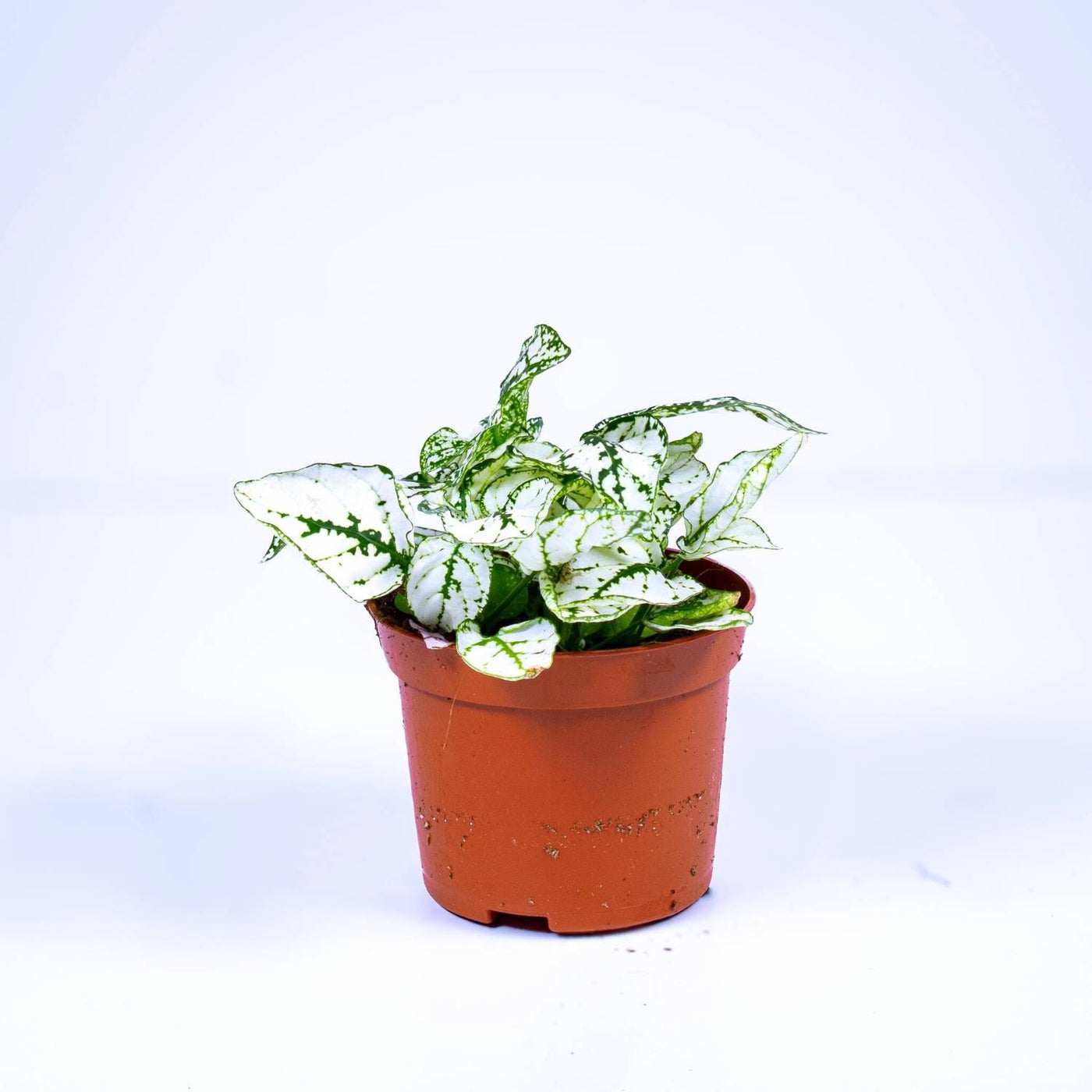 Hypoestes phyllostachya 'White' 6cm