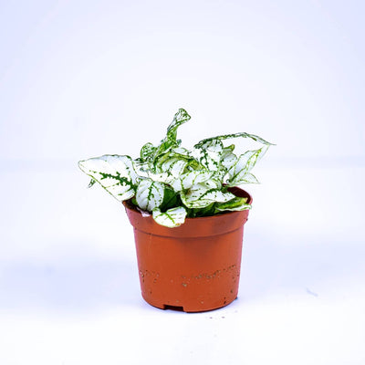 Hypoestes phyllostachya 'White' 6cm