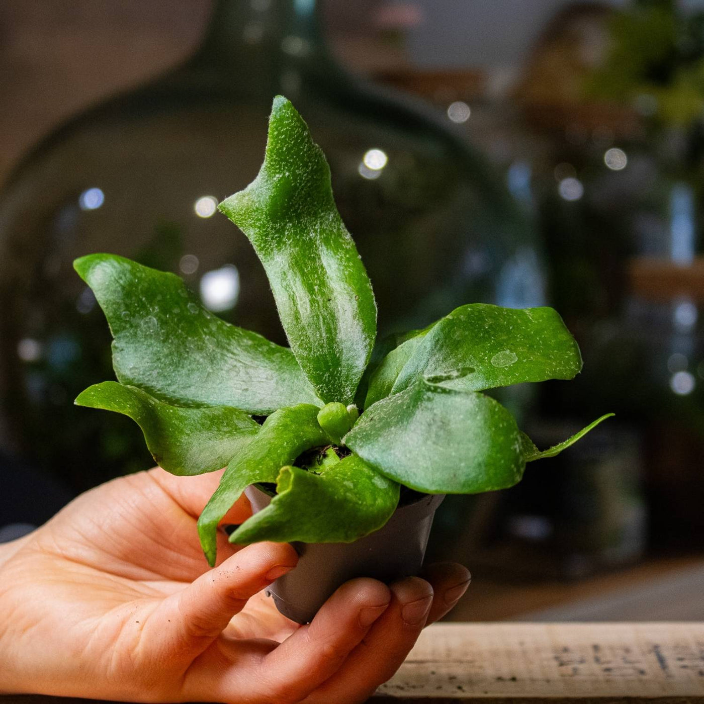 elkhorn plant succulent Platycerium bifurcatum (Elkhorn Fern) | For Sale