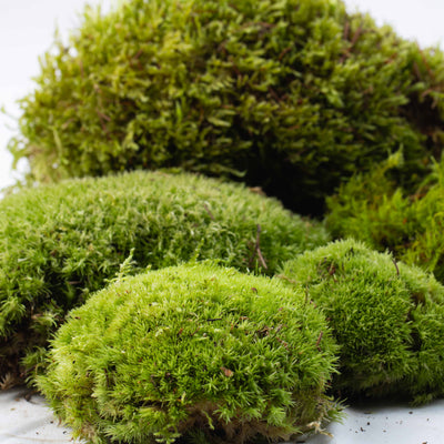 Live Moss Bundle