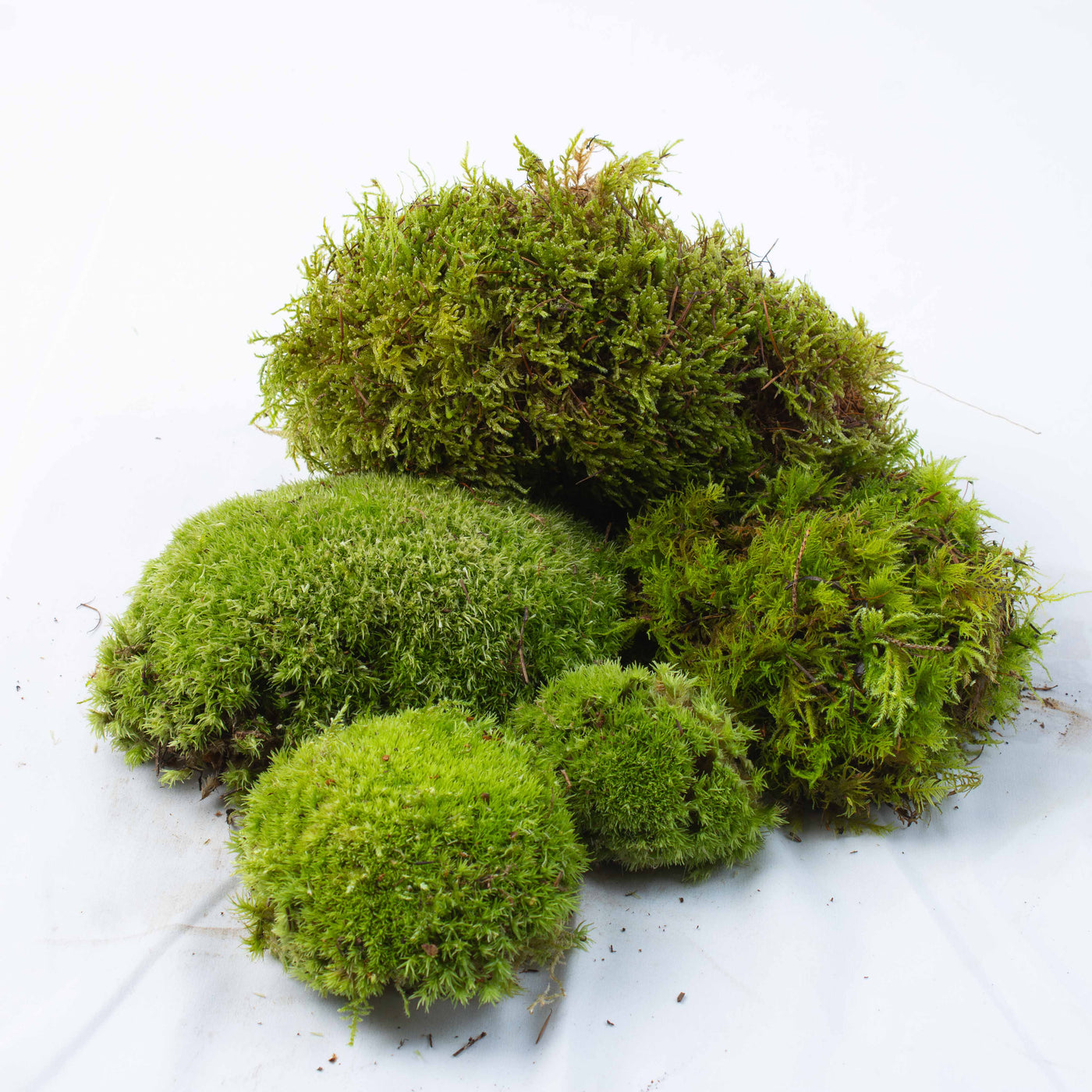 Live Moss Bundle