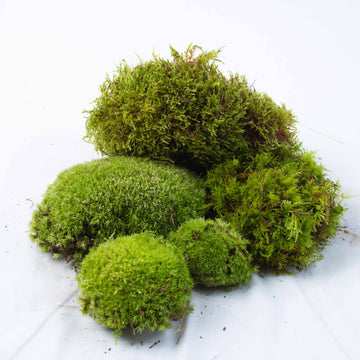 Live Moss Bundle