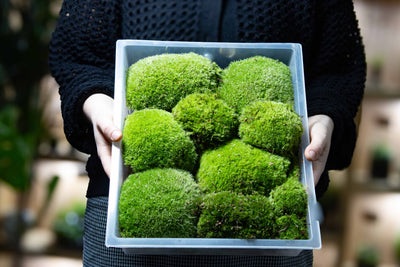 Live Moss Bundle