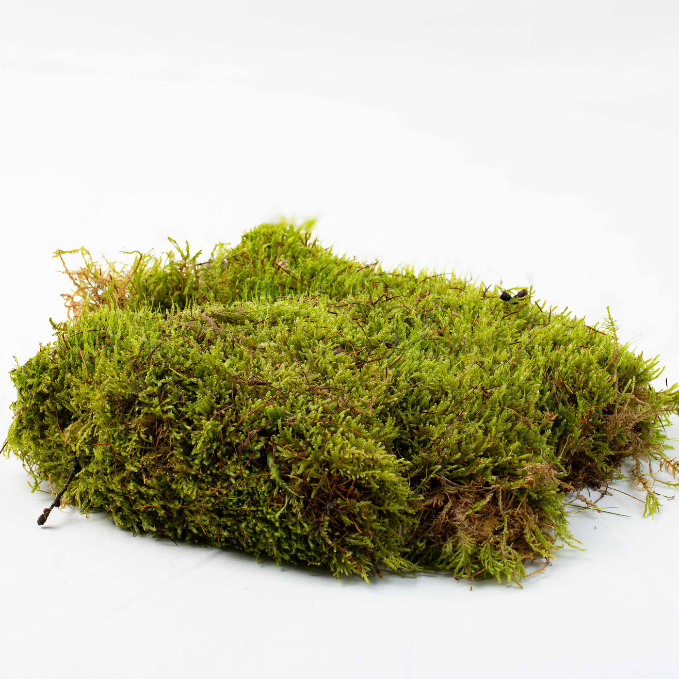 Live Moss Bundle