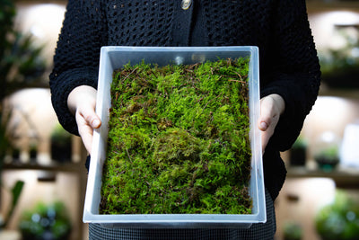 Fresh Thuidium moss carpet for natural forest-floor effects in closed terrariums, bioactive habitats and paludarium builds.