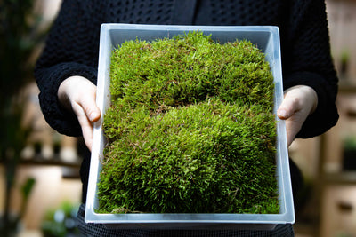 Live Carpet Moss offering lush, continuous terrain coverage for closed terrariums, bioactive setups, and woodland builds.