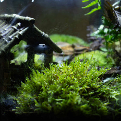 Hypnum cupressiforme moss sheet with soft green texture, perfect for realistic miniature landscapes and habitat design.