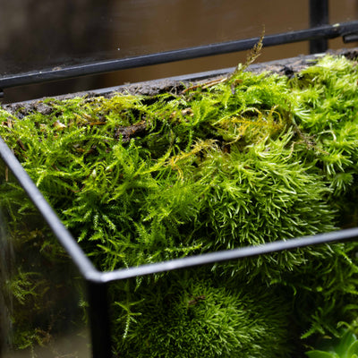 Moisture-retentive Fern Moss sheet ideal for creating realistic ground cover and humidity zones in small ecosystem projects.