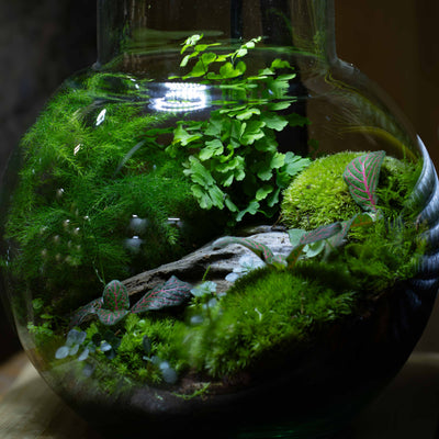 Fresh natural Cushion Moss with compact dome growth, perfect for creating lush terrain in closed terrariums and bioactive builds.