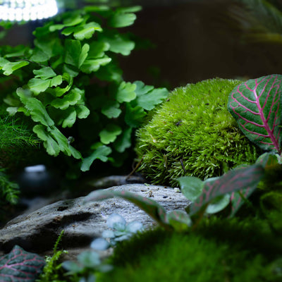 Green rounded Leucobryum glaucum moss used for realistic terrarium scenery, miniature landscapes, and moss décor projects.