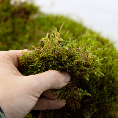 Moisture-loving Carpet Moss suitable for amphibian, reptile, and invertebrate enclosures requiring natural bedding.