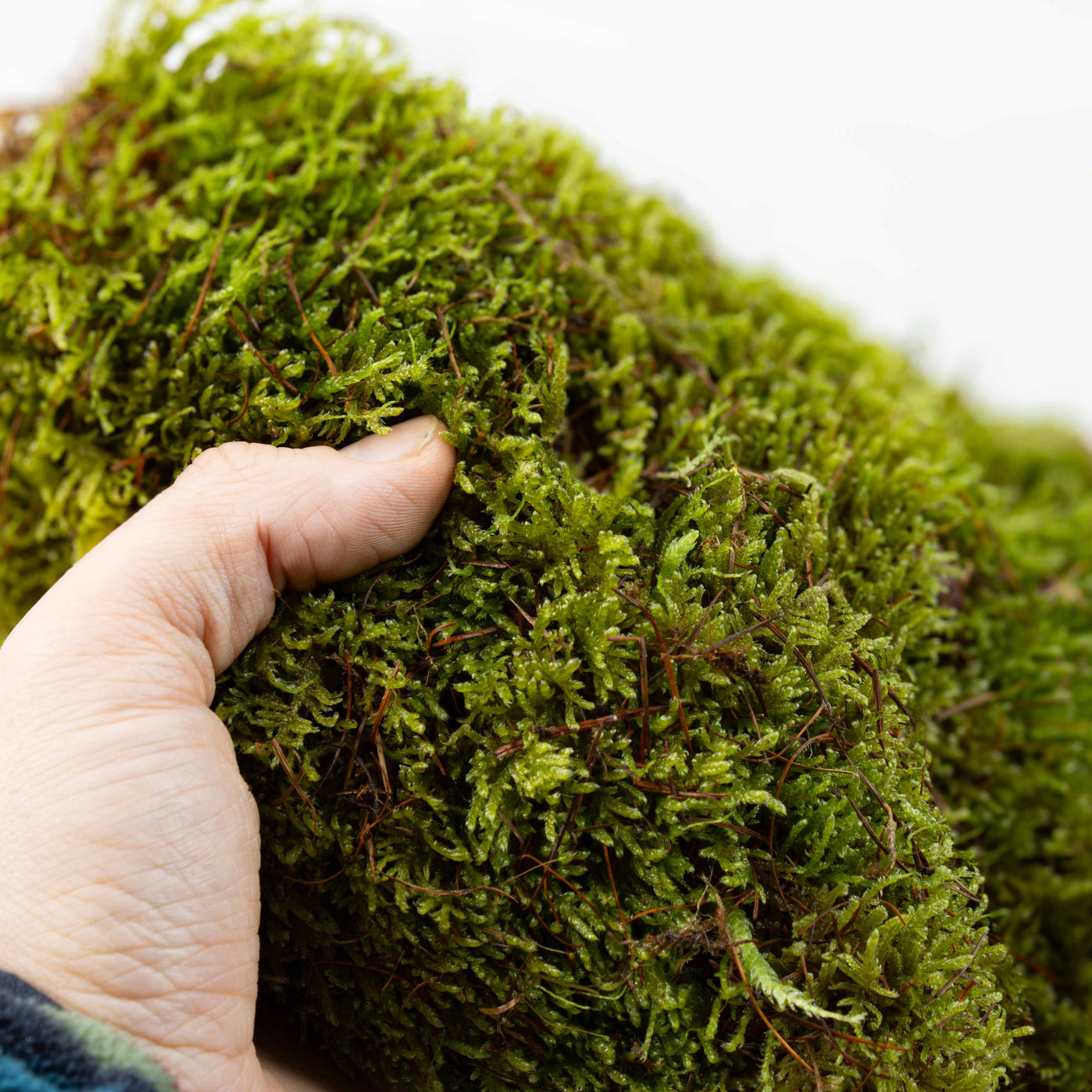 Premium live Hypnum moss layer for smooth terrain lines, eco décor, and forest-themed terrarium environments.