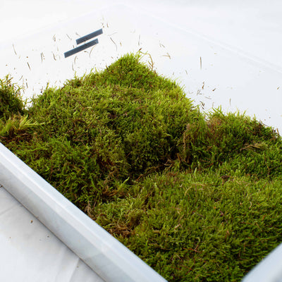 Soft spreading Carpet Moss ideal for flat coverage, humidity retention, and immersive natural plant displays.