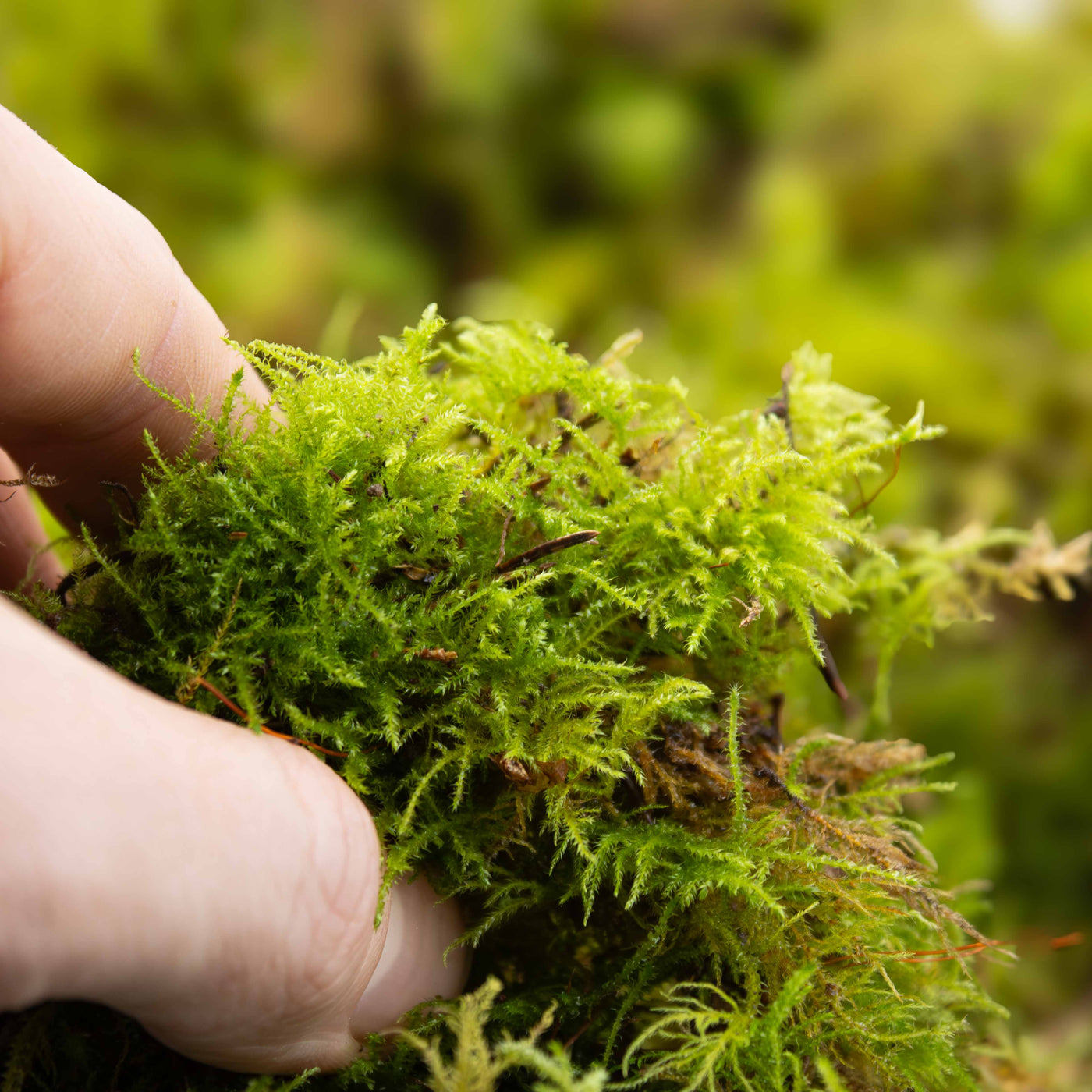 Premium live Fern Moss with delicate branching structure, suited for reptile, amphibian and invertebrate habitat design.