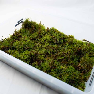 Soft live Thuidium moss layer for naturalistic terrariums, bonsai displays, moss gardens and woodland-themed décor.